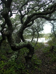 Sand live oaks like this one in Grayton Beach State Park in Grayton Beach, Florida can live several hundred years.