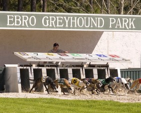 Greyhounds exhibit the thrill of the chase in Ebro, Florida at the Ebro Greyhound Park.